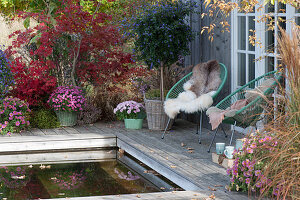 Autumn at the swimming pool, Acapulco armchair with fur and blanket, chrysanthemums, petunias, blue potato bush, and Japanese maple