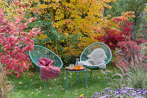 Modern seating area in the garden in front of an ironwood tree and Japanese maple