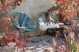 Acapulco-Sessel mit Fell und Decke auf Herbst-Terrasse zwischen Gehölzen mit Herbstfärbung und Gräsern, Hund Zula