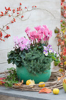 Pot with cyclamen, tripmadam and horned violet