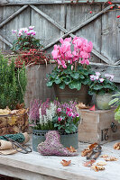 Autumn arrangement with cyclamen, Calluna vulgaris 'Twin Girls', rosemary, rose hips and a heart of heather