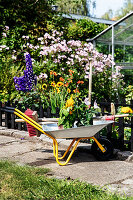 Wheelbarrow with summer flowers and garden tools