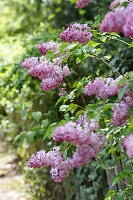 Flowering lilac