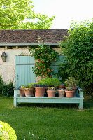 Planted terracotta pots on pale blue wooden bench in garden