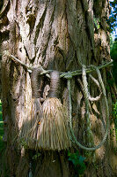 Decorative straw tassels tied around gnarled tree