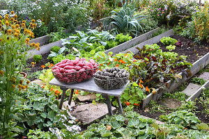 Colourful potatoes in wire baskets on bench in cottage garden