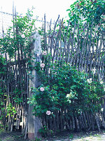 Climbing rose growing on rustic fence made from branches