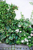 Climbing hydrangea and hostas in shady bed