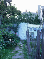 Fence, garden gate and bed of peonies and roses in small urban garden