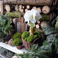 Winterliches Arrangement mit Amaryllis im Korb am Brennholzstapel