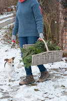 Woman brings basket with freshly cut conifer branches to dog Zula