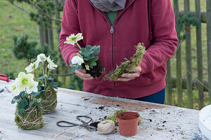 Kokedama mit Christrosen selbermachen