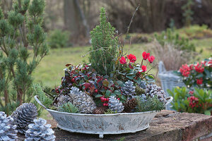 Bowl with autumn plants: mock berries, cyclamen and sugarloaf spruce, cones and twigs as decoration