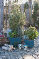 Juniper and pine with skimmia, dwarf spruce, curry herb and white felted ragwort as underplanting