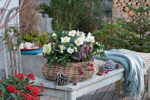 Basket with Christmas rose, budded heather and sugar loaf spruce, cones as decoration