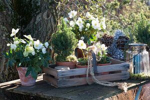 Wooden box with Christmas roses and sugar loaf spruce, lantern and basket with cones