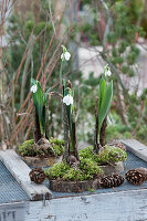 Snowdrops with moss in bark on wooden discs