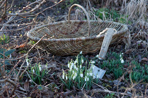 Dig up snowdrops for decorative purposes in the garden