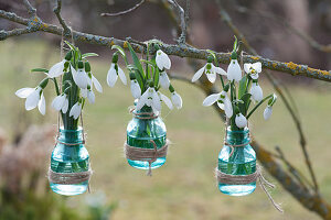 Schneeglöckchen in kleinen Flaschen an Zweig gehängt