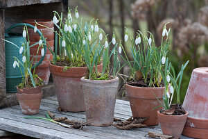 Pot arrangement with snowdrops