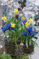 Basket with daffodil 'Tete a Tete', net iris, moss and twig with cones as spring decorations