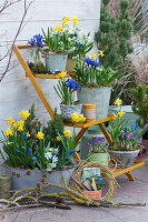 Frühlings-Arrangement auf der Terrasse: Narzissen 'Tete a Tete', Netziris, Milchstern, Traubenhyazinthen, Krokus auf Blumentreppe