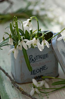 Snowdrops in vintage tin