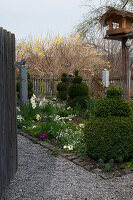 Clipped box bushes and primulas in cottage garden in spring