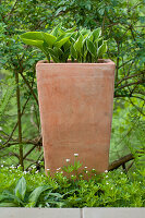 Terracotta buckets with hostas in the bed between woodruff