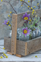 Flowers of pasque flower and twigs of Cornelian cherry