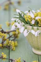 Small bouquet of cornelian cherry and snowdrops