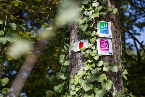 Hiking route signs on a tree