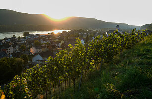 'Sarah Hulten' vineyard, Leutesdorf, Rhineland Palatinate, Germany