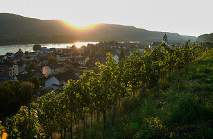 Weingut 'Sarah Hulten', Leutesdorf, Rheinland-Pfalz, Deutschland