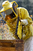 Bee keeper inspecting hive