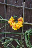 Designing a wall hanging with roses and Chinese reed: Wreath of petals and Chinese reed