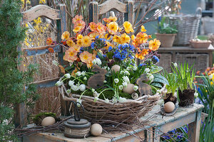 Easter basket with primrose 'Goldnugget Apricot', lungwort 'Trevi Fountain' and grape hyacinth 'White Magic', Easter bunnies and Easter eggs