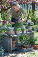 Chives, horned violets and young nasturtiums, tomatoes and peppers, woman cuts the flowers from the chives