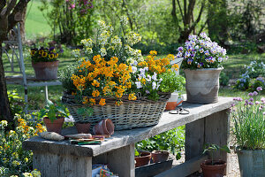 Spring arrangement with gold lacquer 'Mango Zwerg', 'Rysi Moon Improved', horned violets, parsley and chives