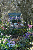 Holzkiste mit Utensilien zum pflanzen und Goldlack Poem 'Lavender' in Töpfen auf Stuhl im Garten