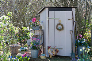 Pots with hyacinths, tulips, grape hyacinths, moss saxifrage and horned violets on the tool shed, shelves made of wooden boxes, Easter eggs and metal rooster as Easter decorations