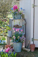 Pots with hyacinths, tulips, grape hyacinths, moss saxifrage and horned violets, shelf made of wooden boxes