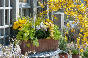 Goldlack 'Winter Spice' 'Winter Charme', Primel 'Gold Nugget', Purpurglöckchen 'Lime Marmalade' und Zwergkalmus 'Ogon'