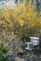 Blühendes Goldglöckchen im Garten, Zinkeimer als Osternest auf Gartenstuhl, Korb mit Utensilien und Spaten