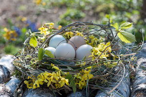 Osternest aus Zweigen von Goldglöckchen, Hainbuche, Kornelkirsche und Gräsern, gefüllt mit Ostereiern