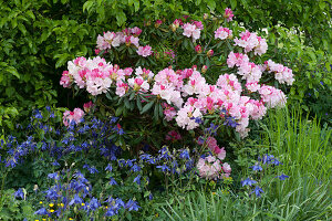 A shady bed with rhododendron 'Silberwolke' and columbine