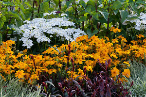 Color combination with spice marigolds and candytuft 'Snowball'