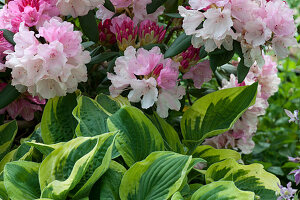 Rhododendron 'Silberwolke' und Funkie 'Frances Williams'