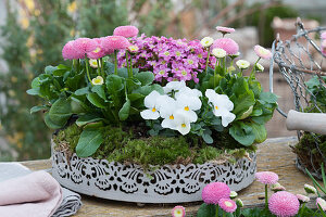 White metal tray with daisies, horned violets and moss saxifrage embedded in moss