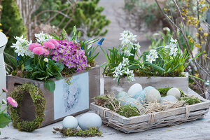 Easter decoration with a daisy, milk star, moss saxifrage and grape hyacinths in wooden boxes, basket with moss and Easter eggs as an Easter nest